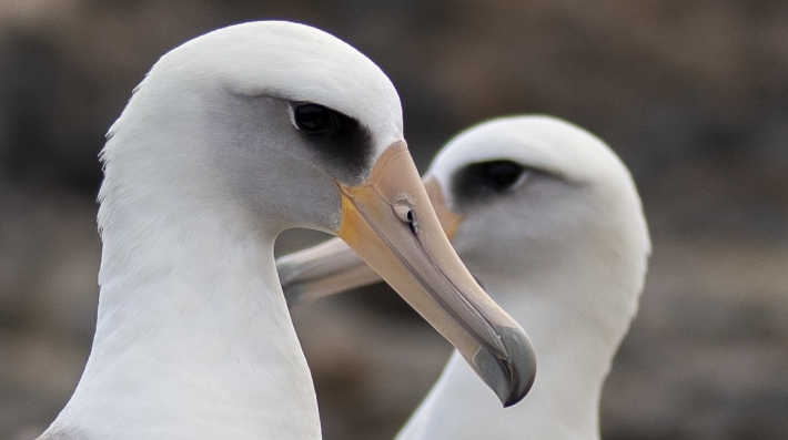 Two albatross in Mexico