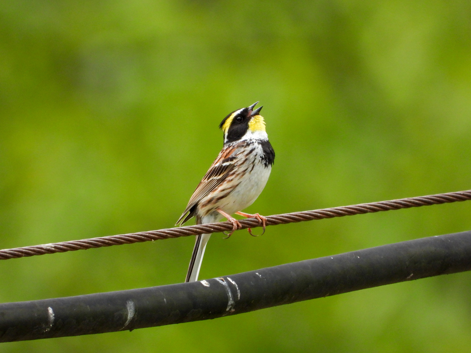 bird perched on a branch