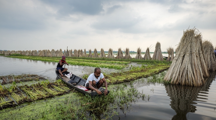Jute farming in rural West Bengal, two men in a flooded area in a boat, harvesting jute crops and stacking them for drying.