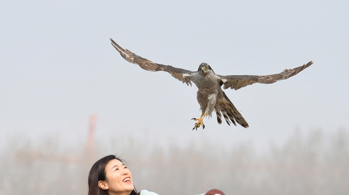 A woman releases a bird of prey