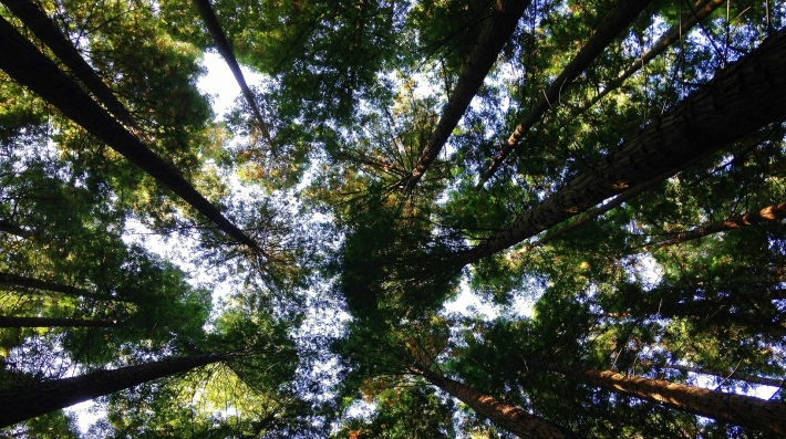 Woods