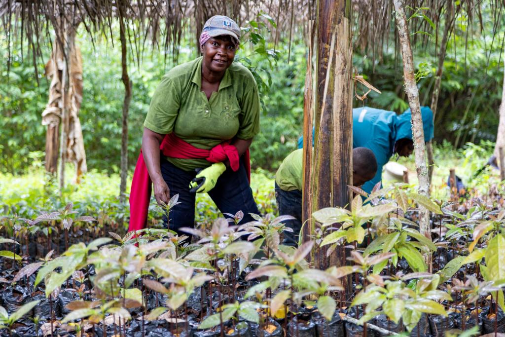 UNEP and the GEF have teamed up with non-profit Rainforest alliance and the Cameroon’s Ministry of Environment to support protection of 7,600 hectares of land and forest in Cameroon.