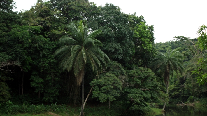 River and forest in Kinshasa, DRC