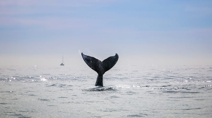 Whale Tail 