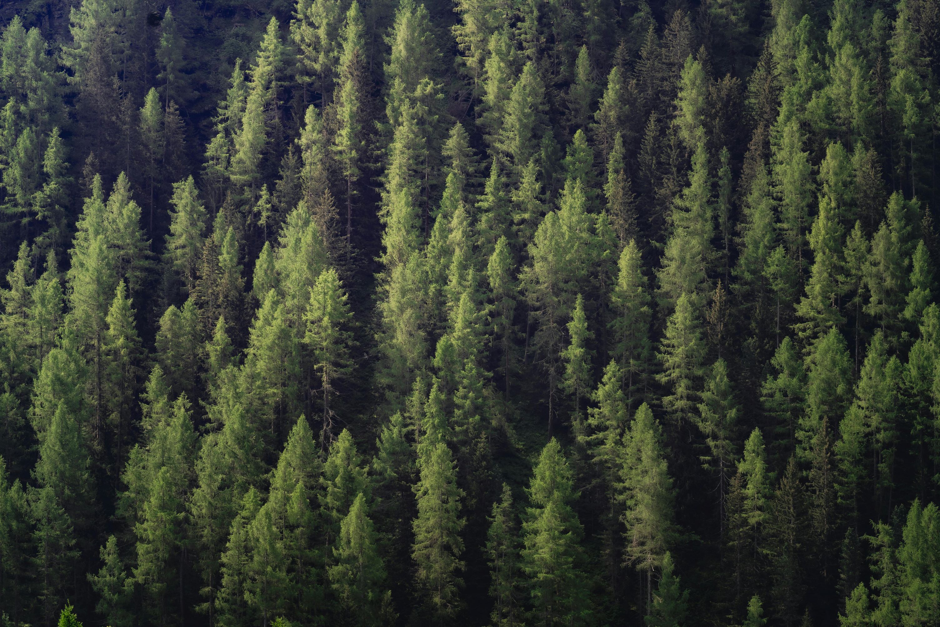 Overhead forest shot