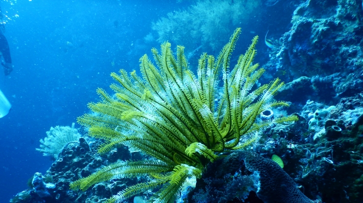 Green Coral Reef Under Water